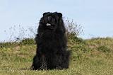 CHOW CHOW 440